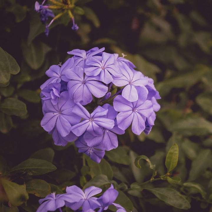 fotografie de prim-plan cu flori mov cu petale alunecare puzzle online