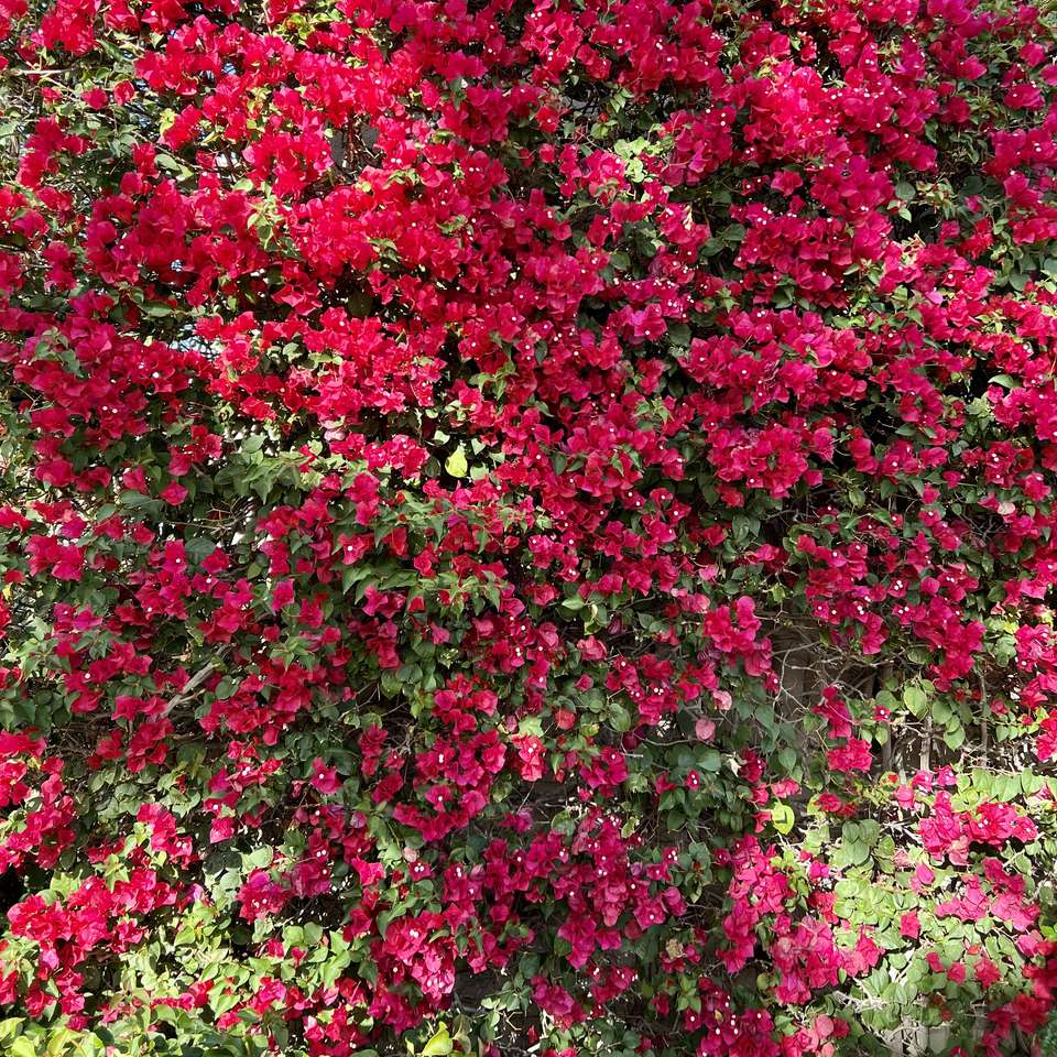 Bougainvillea csúszó puzzle online