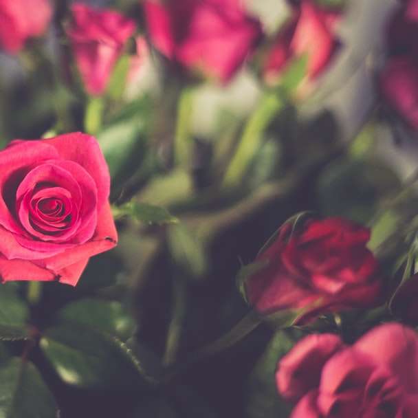 röd ros i blom under dagtid glidande pussel online