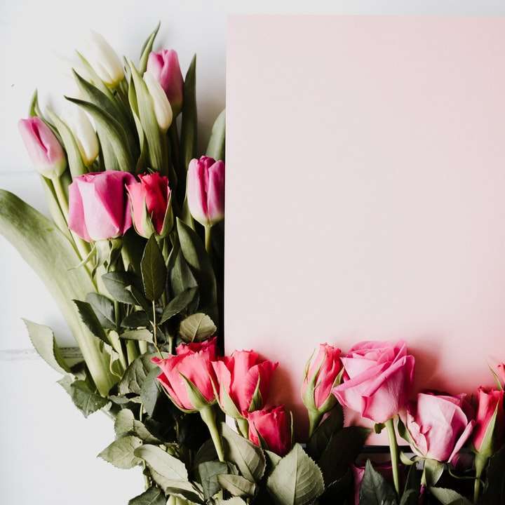 różowe i białe tulipany w białym wazonie puzzle online