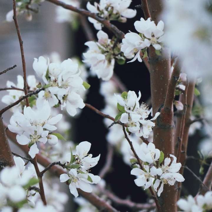 vita blommor på brunt träd Pussel online