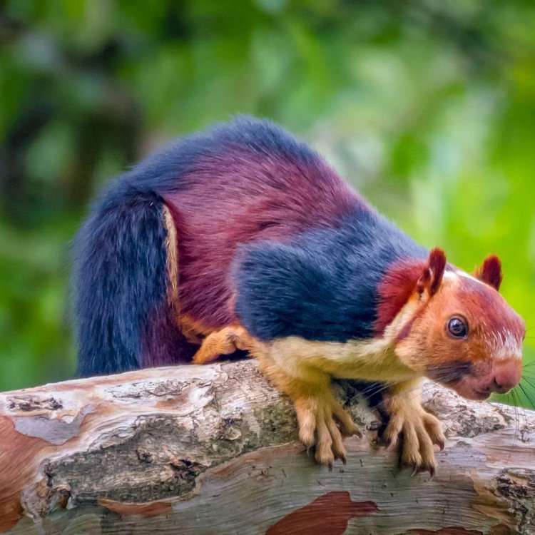 Eichhörnchen Online-Puzzle