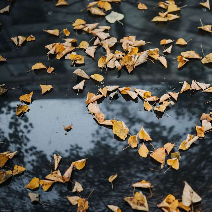 brązowe liście w kształcie serca puzzle online