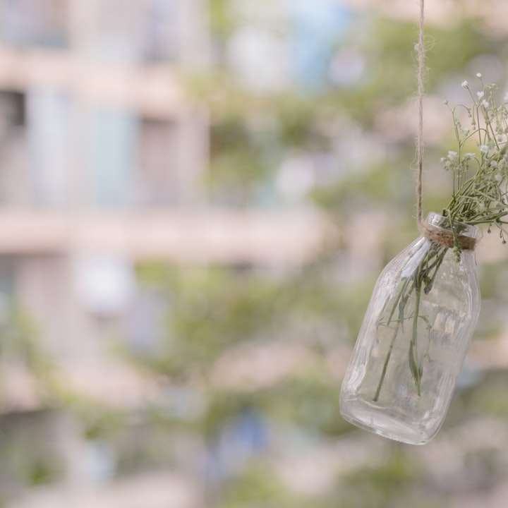 flache Fokusfotografie einer grünblättrigen Pflanze in der Flasche Online-Puzzle