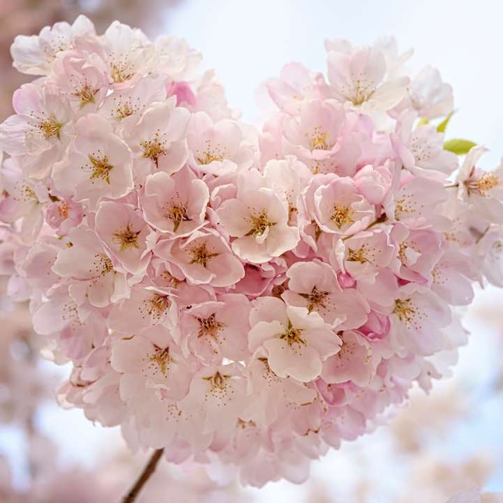 макро фокус от розови цветя плъзгащ се пъзел онлайн