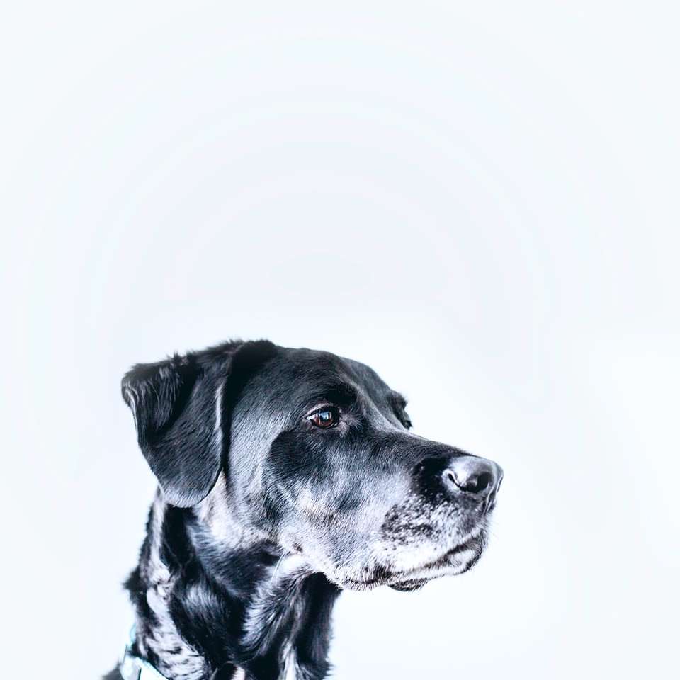 medium-gecoate zwarte hond schuifpuzzel online