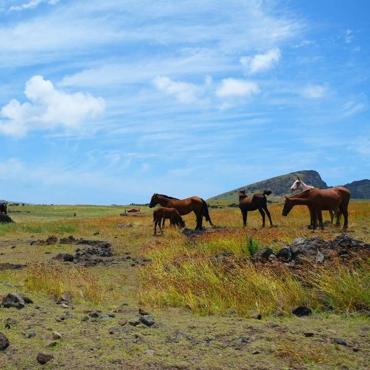 καφέ άλογα στο πεδίο πράσινο γρασίδι κάτω από το γαλάζιο του ουρανού συρόμενο παζλ online