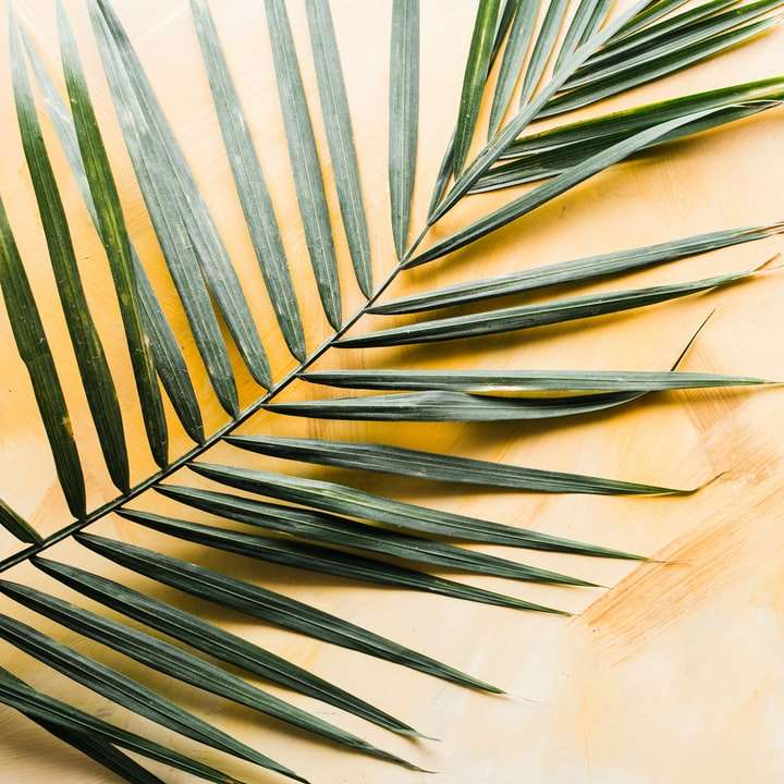 frunza de palmier puzzle online