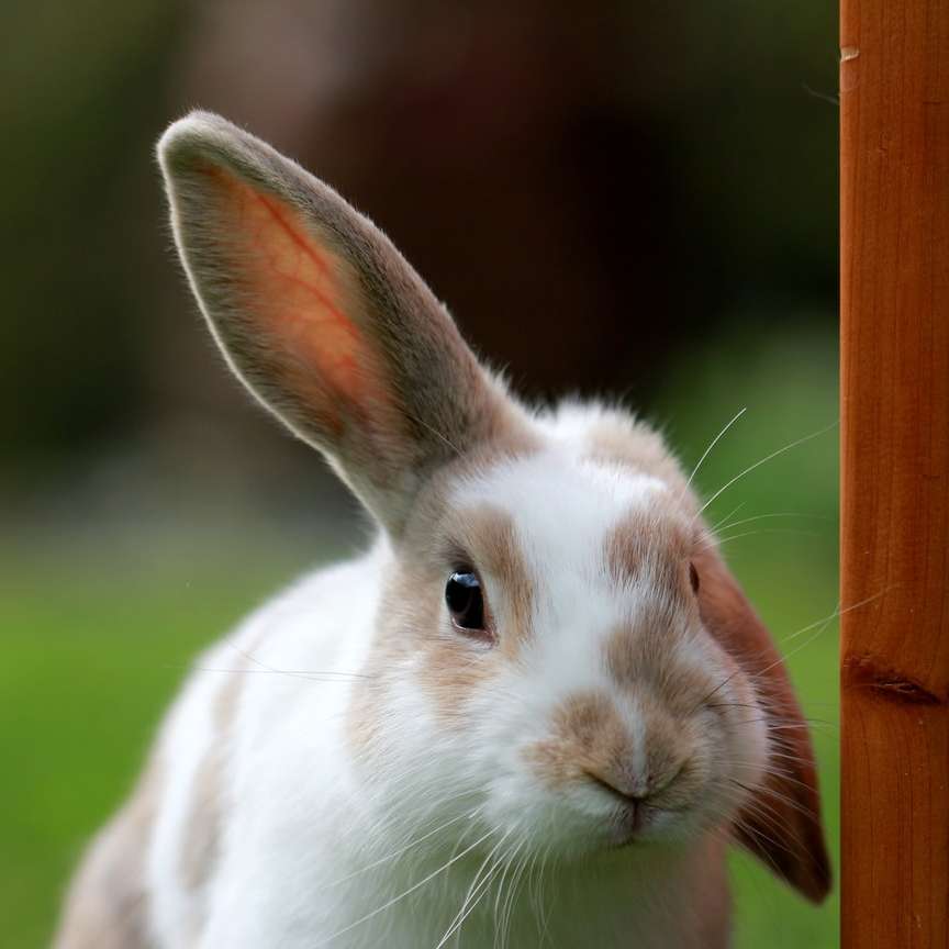 weißes und braunes kaninchen, das kamera betrachtet Online-Puzzle