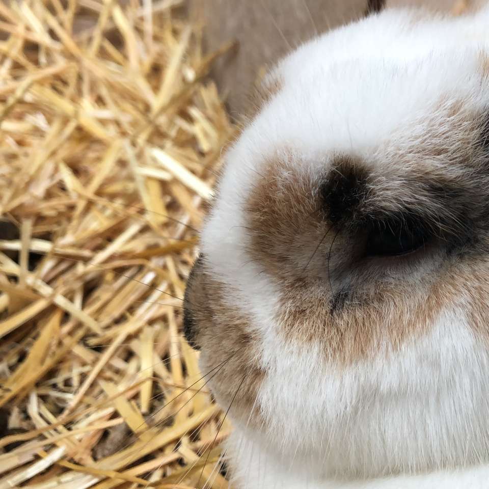 Roztomilý králík spí posuvné puzzle online