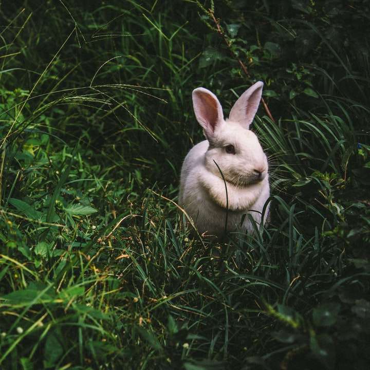 un iepure alb pe iarbă verde puzzle online