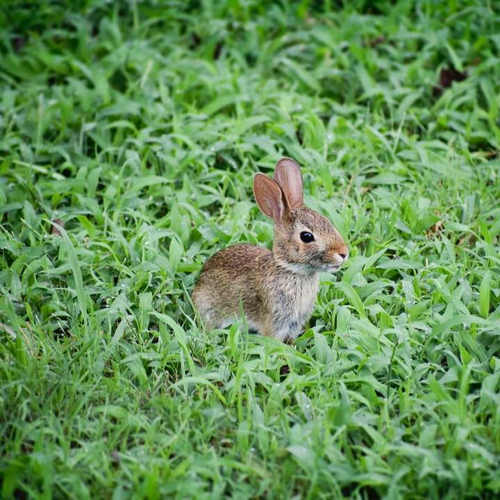 fotografía de enfoque selectivo de conejo marrón en el campo de hierba rompecabezas en línea
