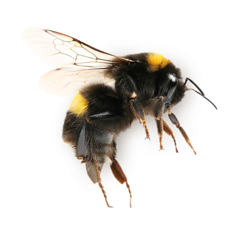 abelha voadora puzzle online