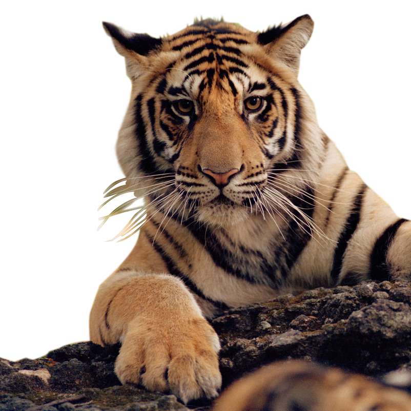 тигровий пазл розсувний пазл онлайн