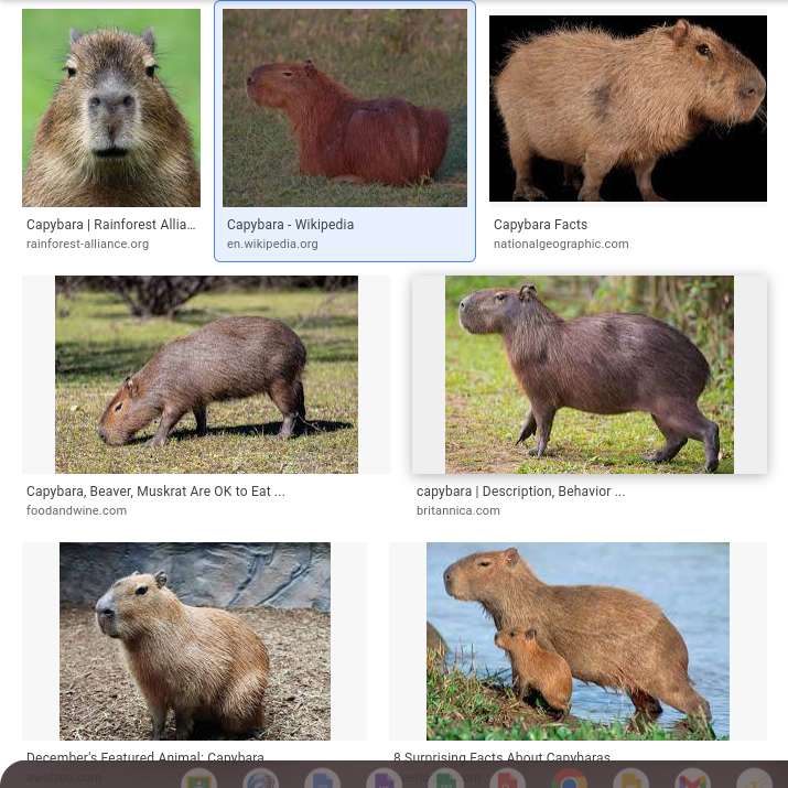kapybara glidande pussel online