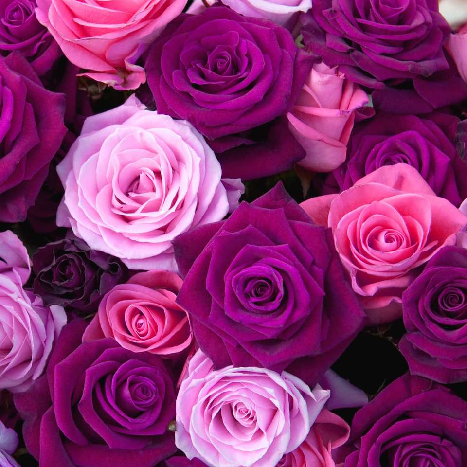 Розово-фиолетовые розы онлайн-пазл