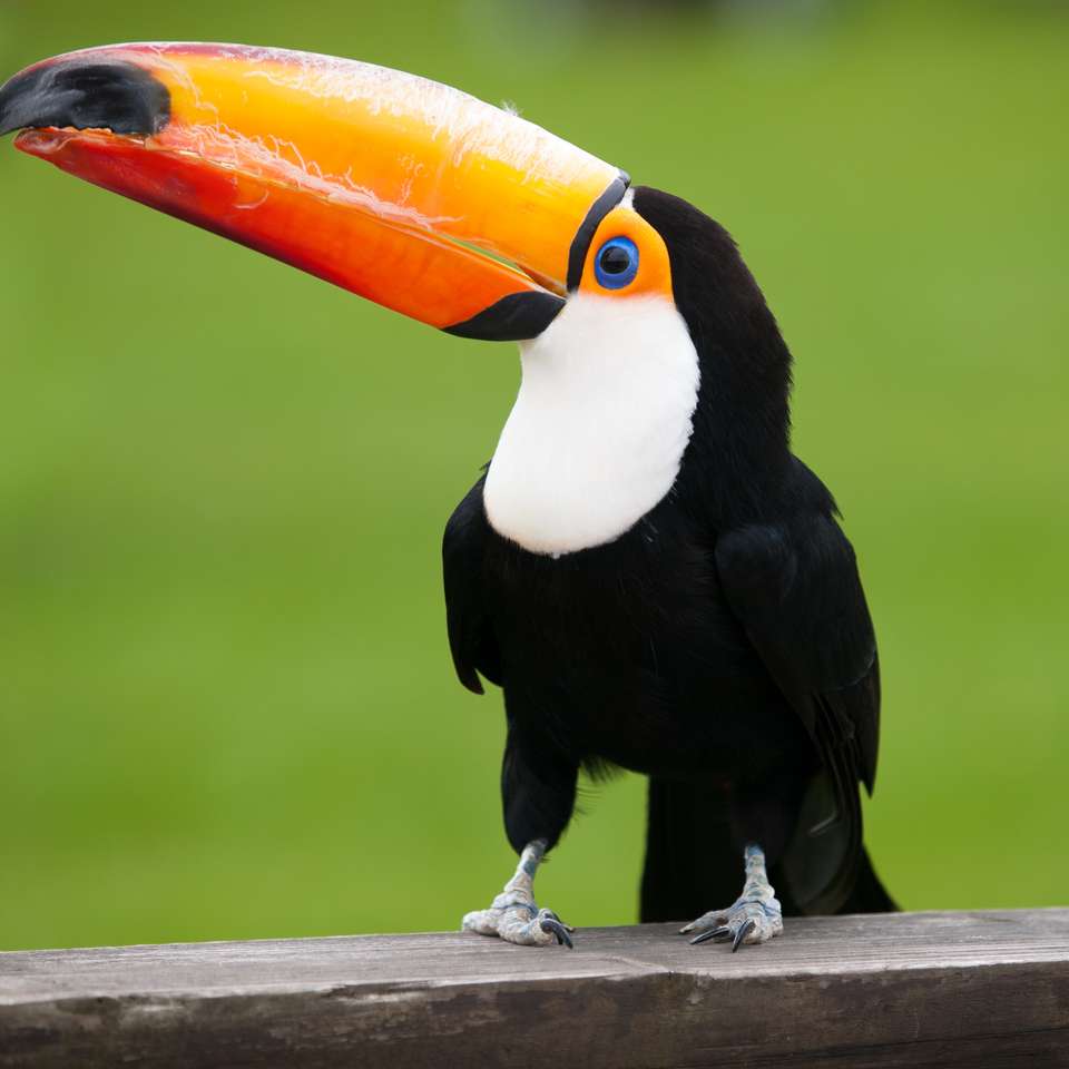 toucans and toucans sliding puzzle online