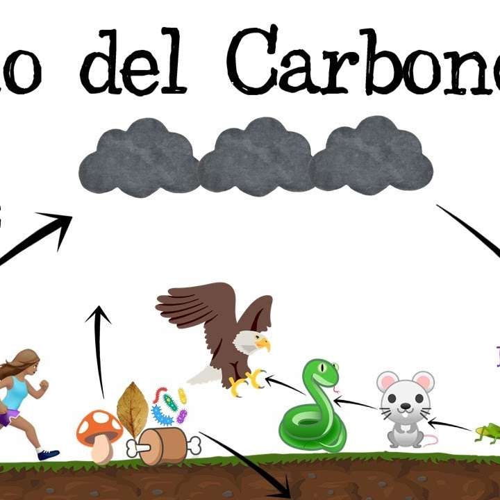 Ciclo del carbonio puzzle online