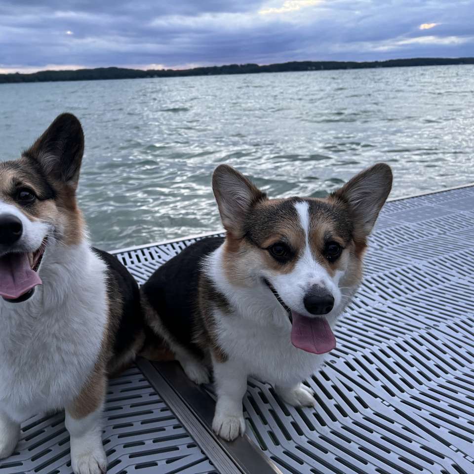 chicas corgi rompecabezas en línea