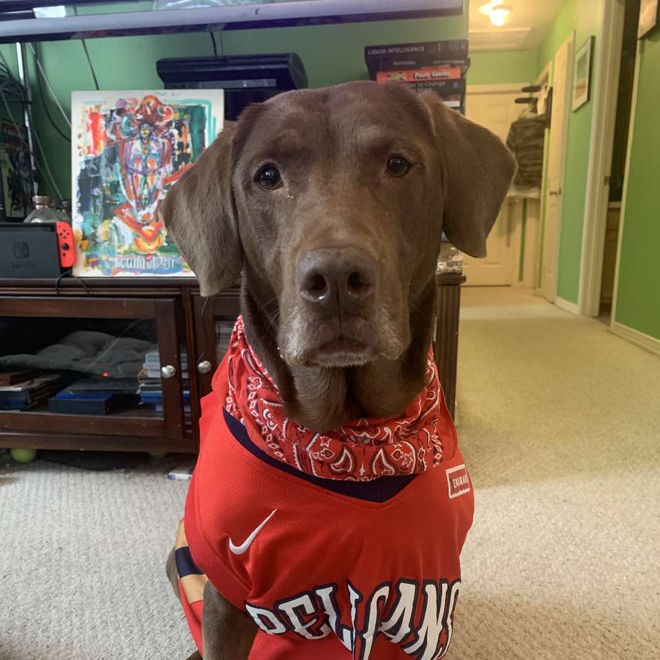 Dog wearing jersey online puzzle