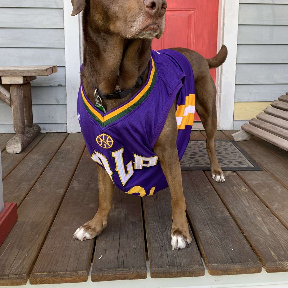 Dog wearing purple jersey sliding puzzle online