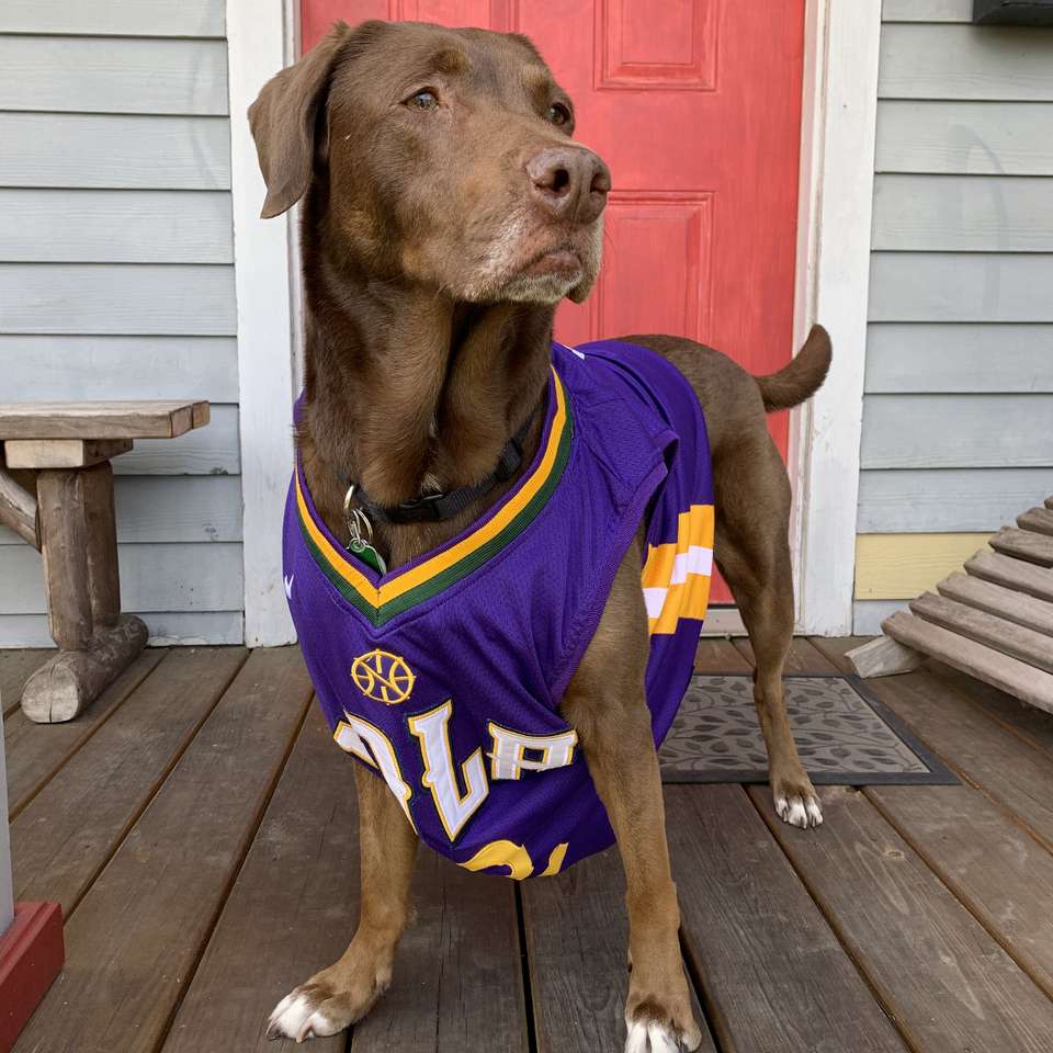 Câine care poartă tricou violet puzzle online