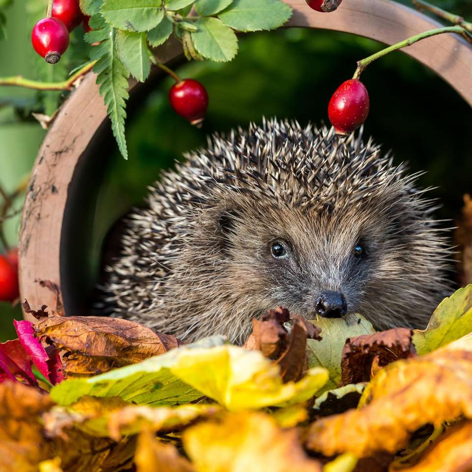 HEDGEHOG in the forest sliding puzzle online