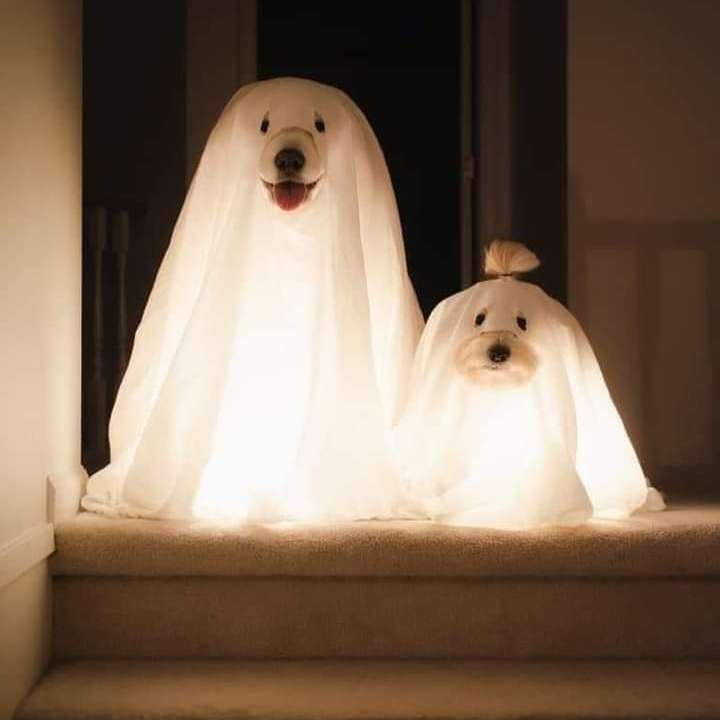 spooky dogs sliding puzzle online