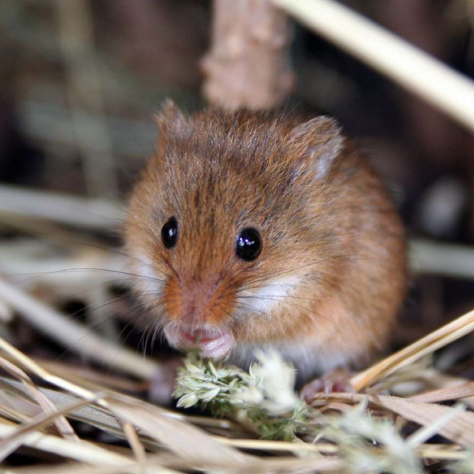урожайная мышь ( Micromys minutus ) онлайн-пазл