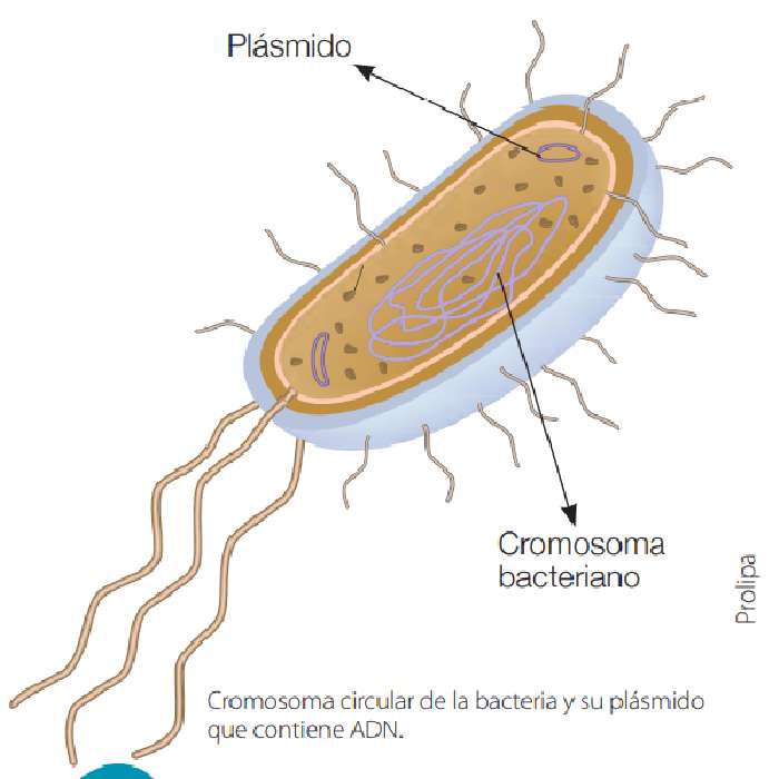 Prokaryotisk cell glidande pussel online