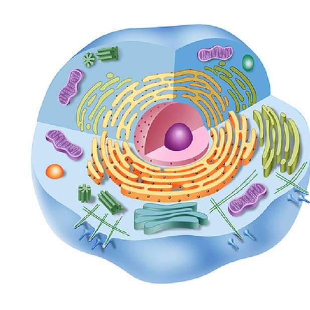 Eukaryotická buňka online puzzle