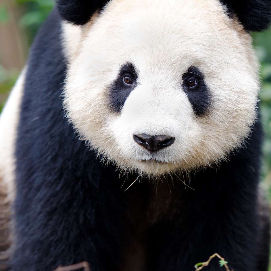 Панда, панда онлайн-пазл
