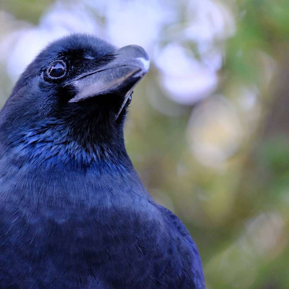 crow night blue плъзгащ се пъзел онлайн