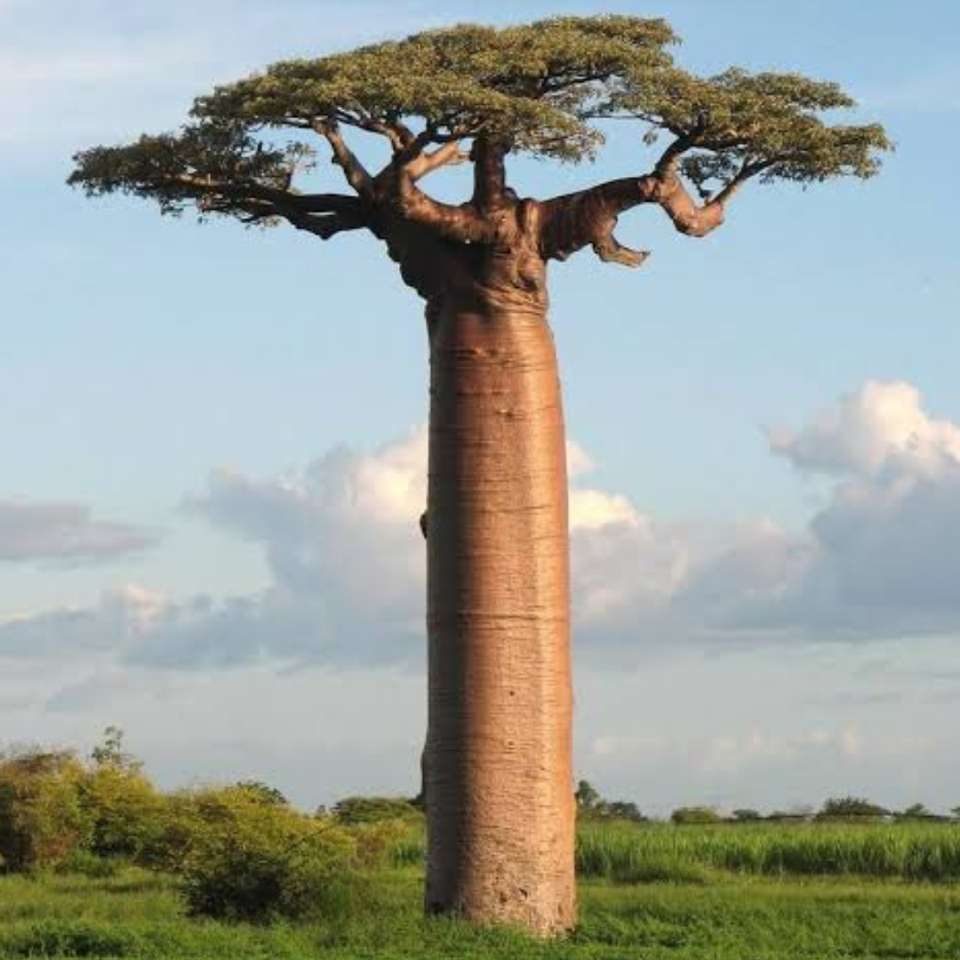 albero di baobab puzzle online