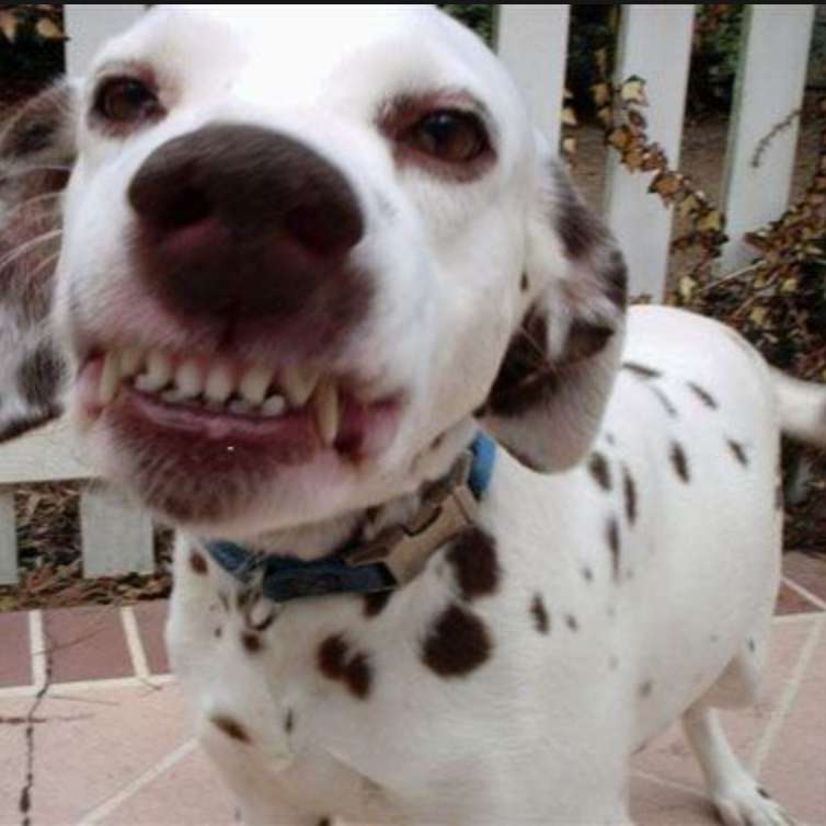 Lächelnder Dalmatiner! Online-Puzzle