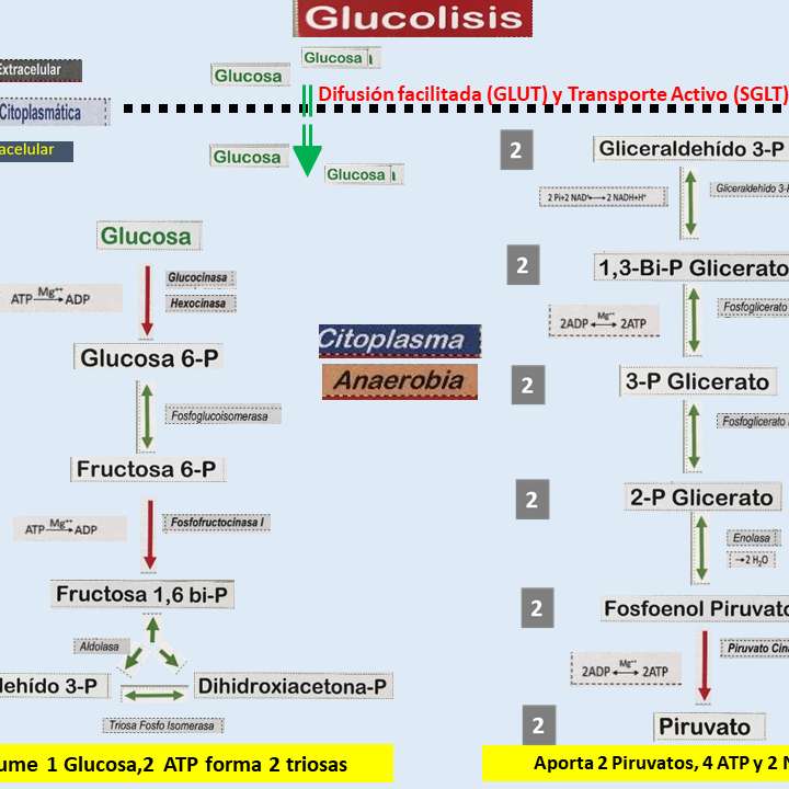 Glucolisis puzzle deslizante online