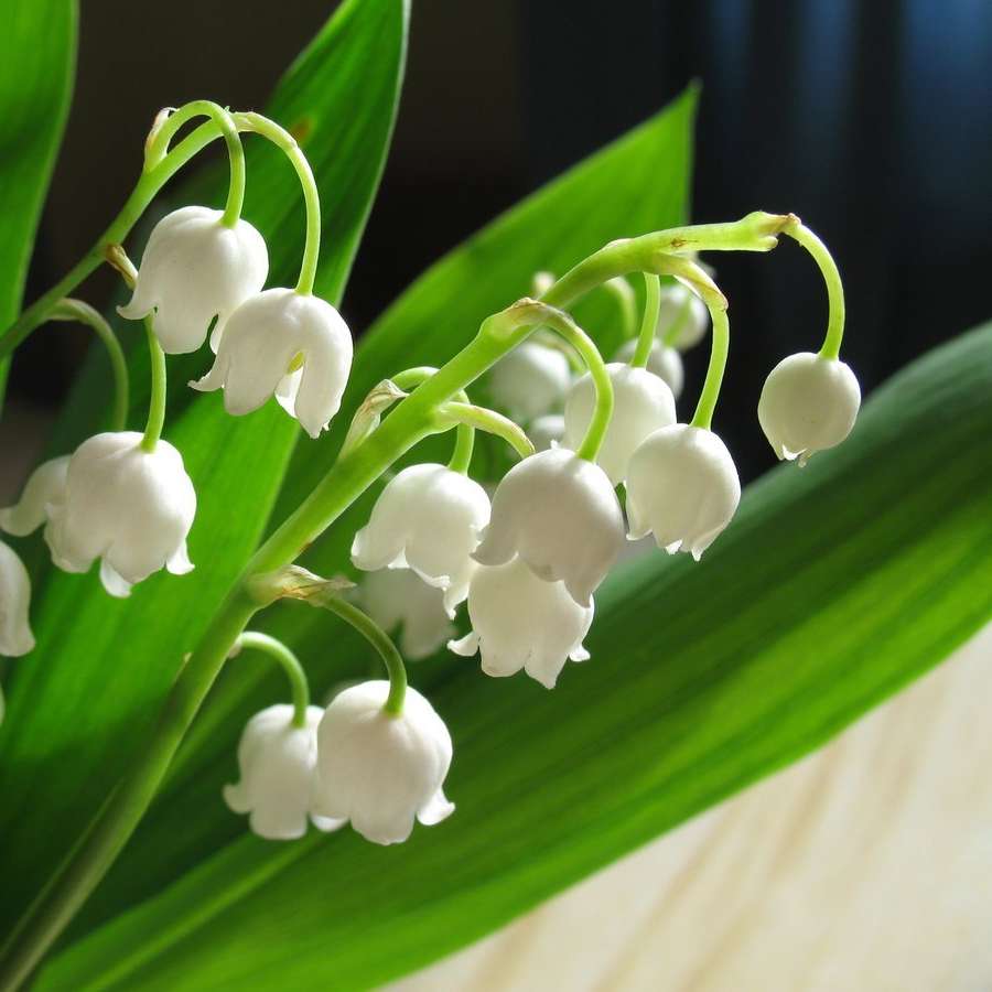 lily of the valley sliding puzzle online