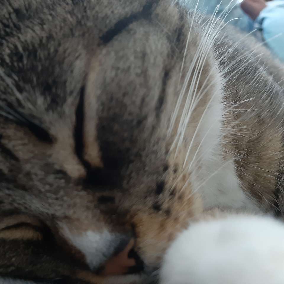 κοιμισμένη γάτα συρόμενο παζλ online