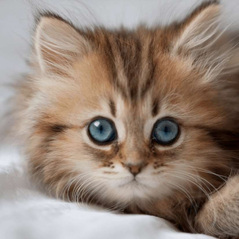 χαριτωμένη γάτα συρόμενο παζλ online