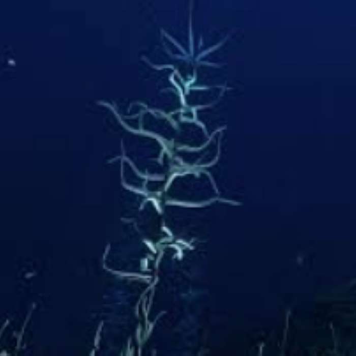 Blood Kelp Trench sliding puzzle online