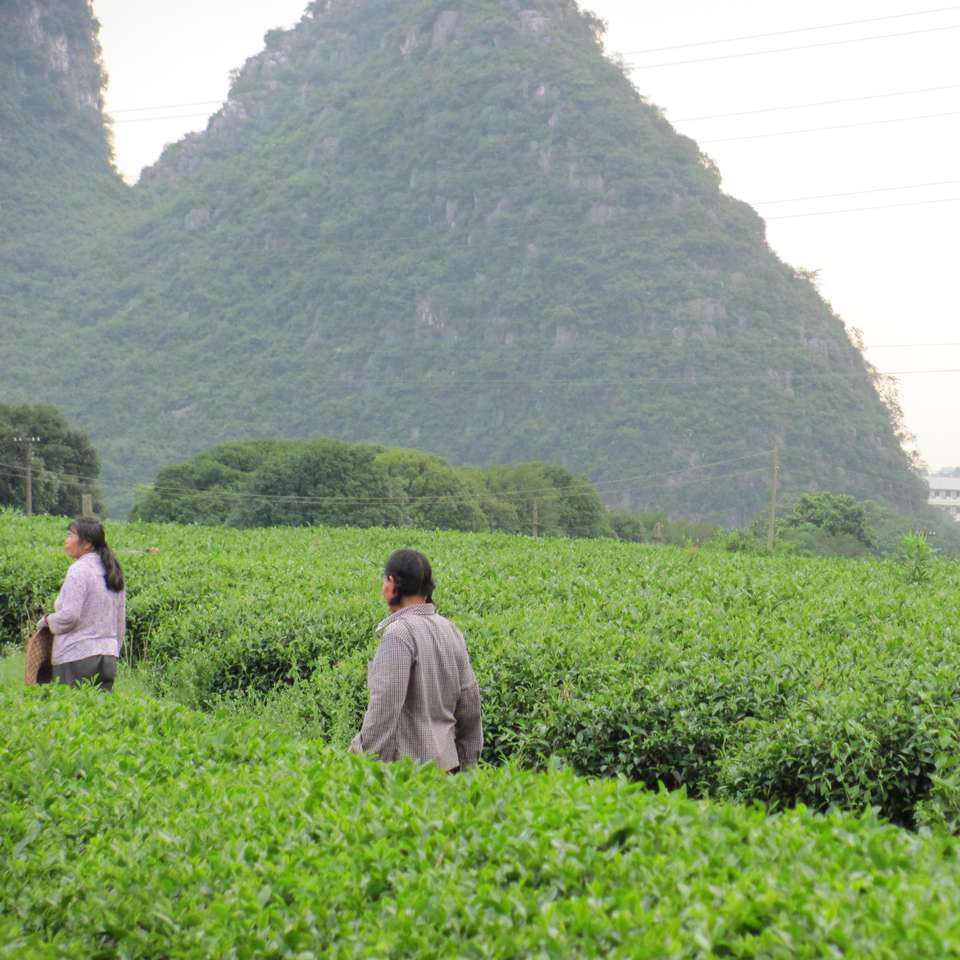 Region herbaty w Chinach puzzle online