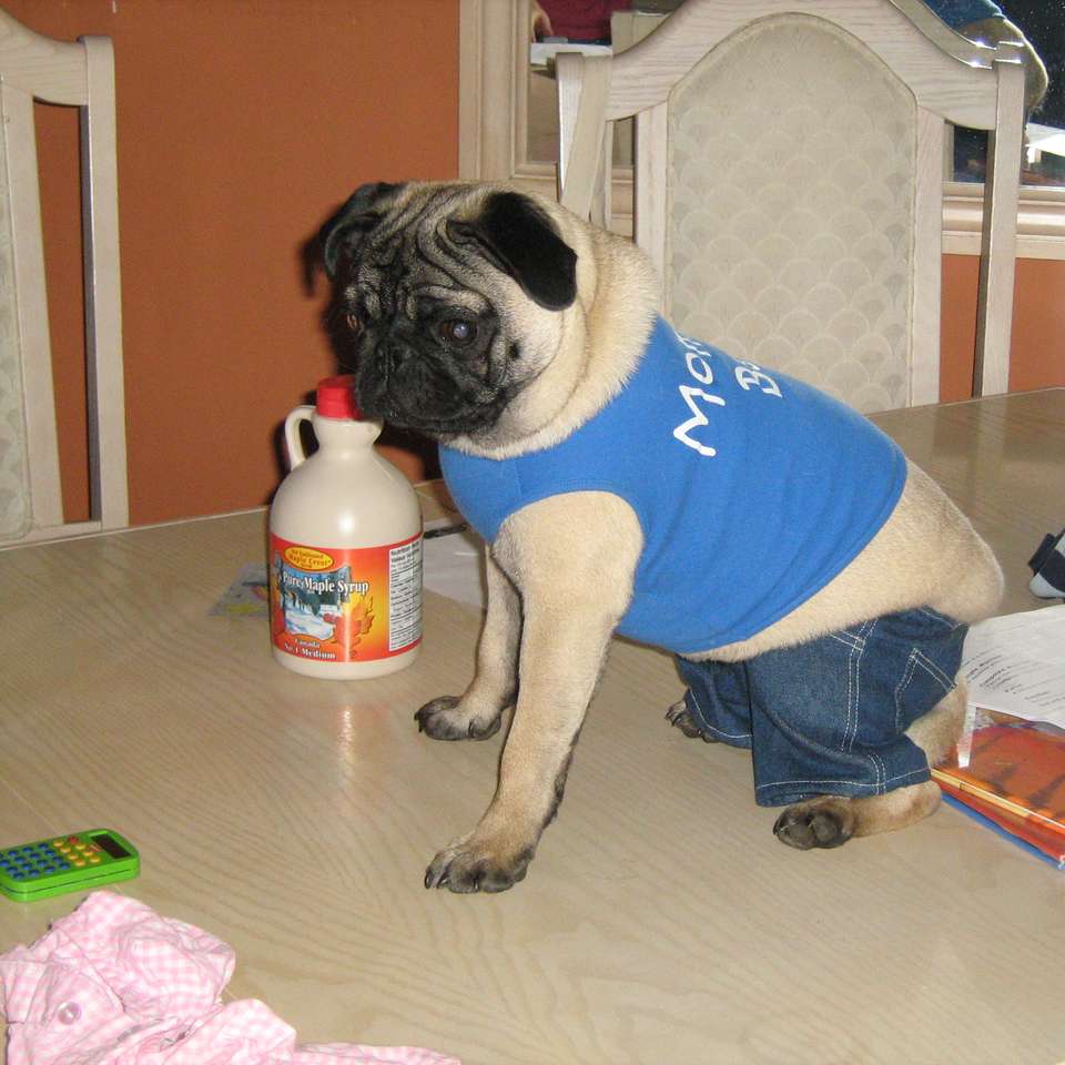 wearing shirt pug online puzzle