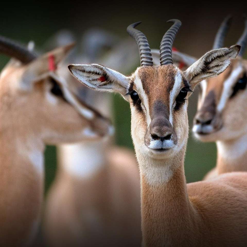 Antilopes puzzle en ligne