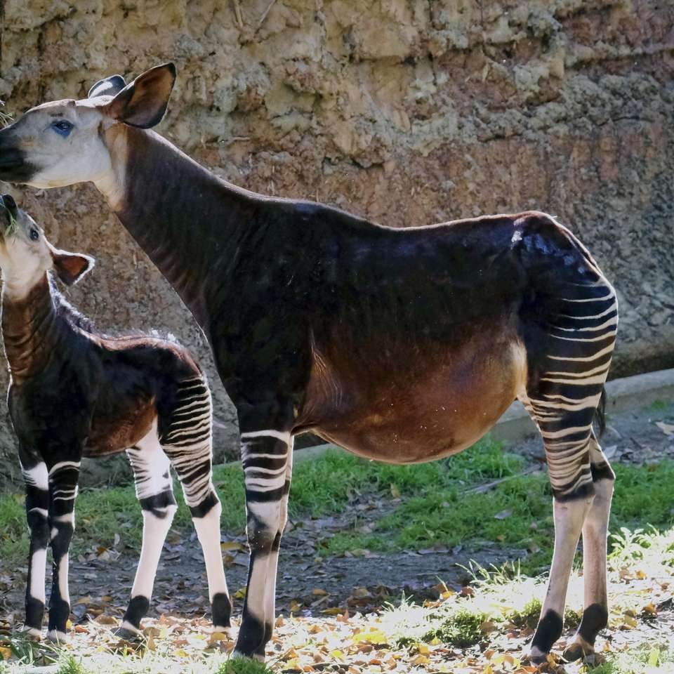 Hungry Okapis online puzzle