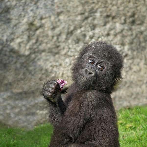 Cute Baby Gorilla sliding puzzle online