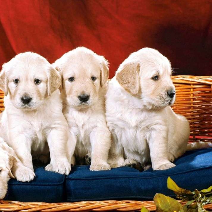 4匹の子犬と1本のひまわり オンラインパズル