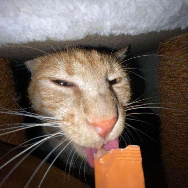 gatto che lecca il gelatoM puzzle scorrevole online