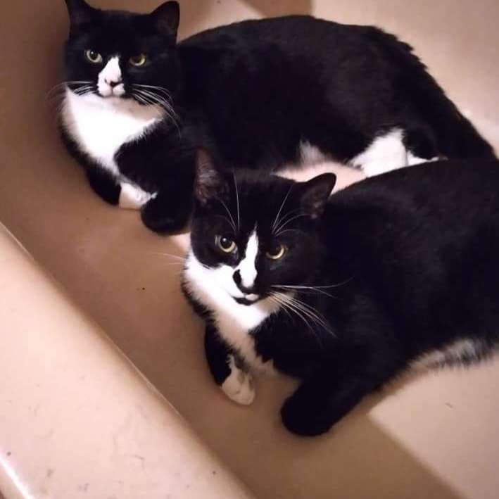 En berättelse om två kattungar glidande pussel online