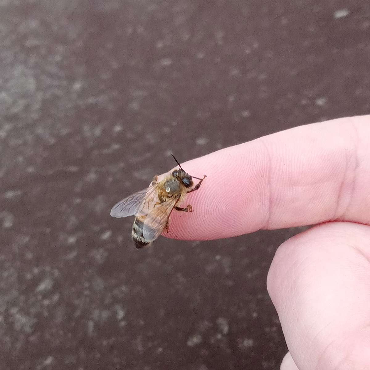 Χαρούμενη μικρή μέλισσα συρόμενο παζλ online