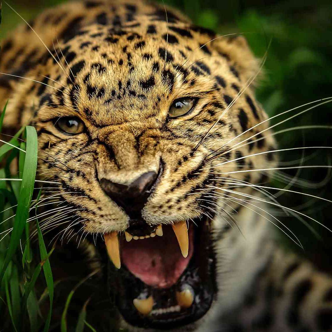 leopardo de amur puzzle deslizante online